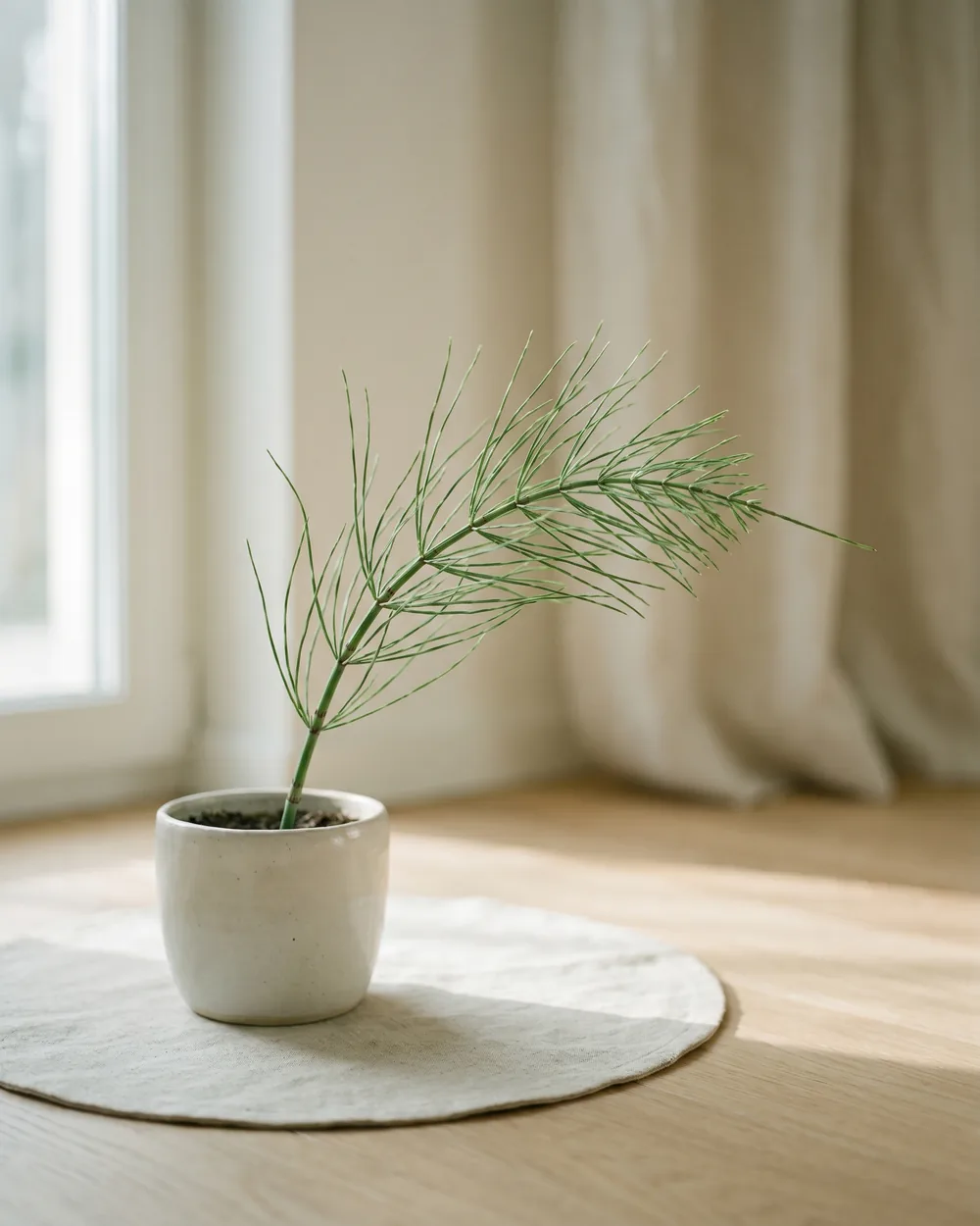 Acker-Schachtelhalm Detail