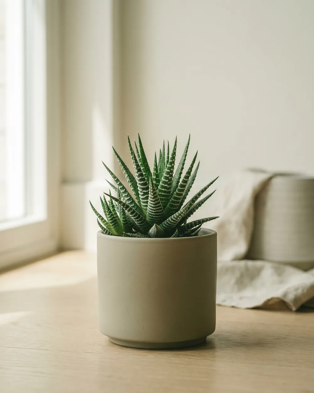 Breitblättrige Haworthie Detail