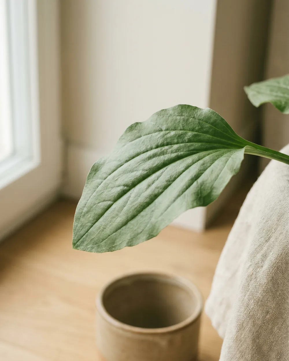 Breitwegerich Detail