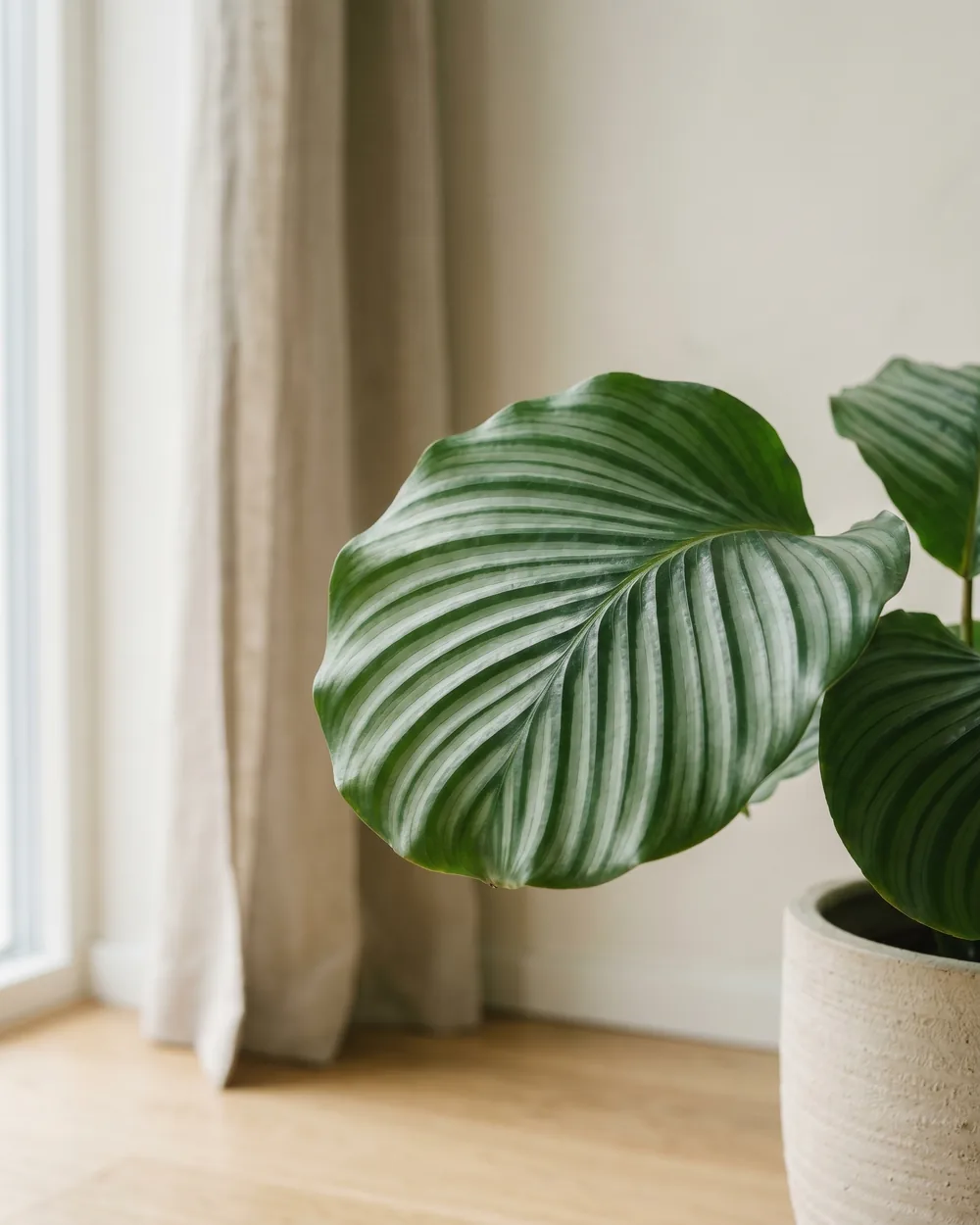 Calathea Orbifolia Detail