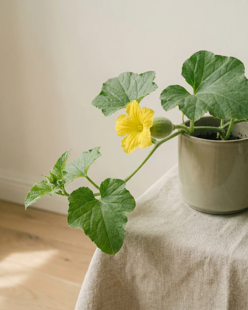 Charentais-Melone Detail