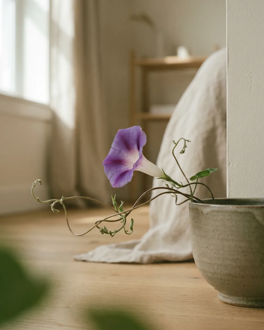 Chinesische Klettertrompete Detail