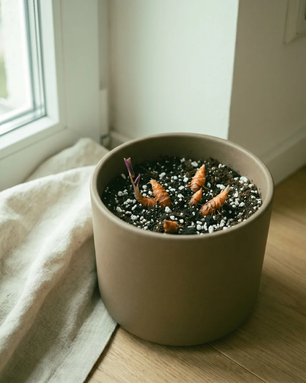 Dreieckiger Sauerklee Detail