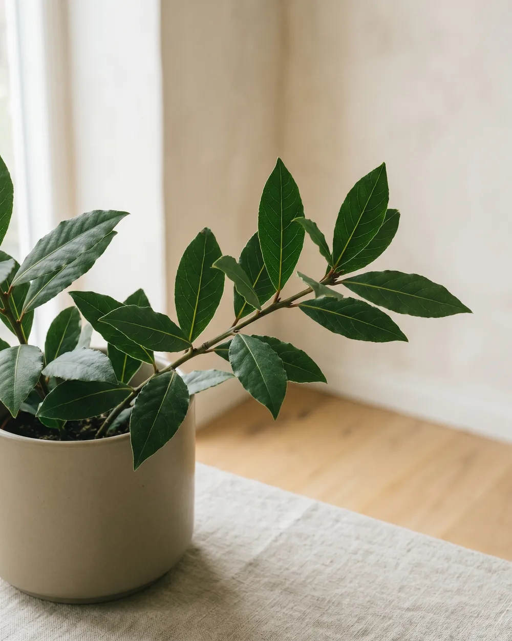 Echter Lorbeer Detail