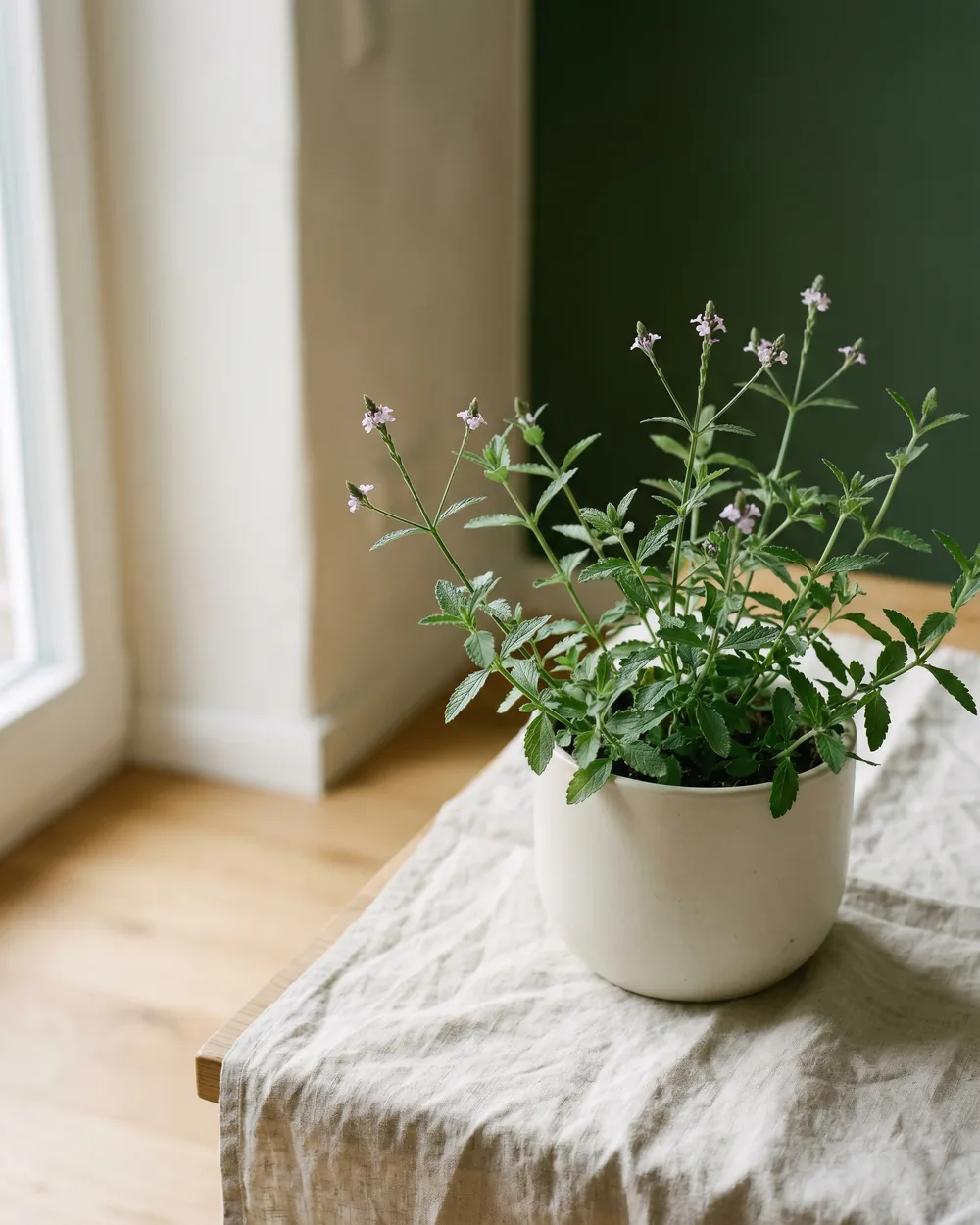 Echtes Eisenkraut Detail