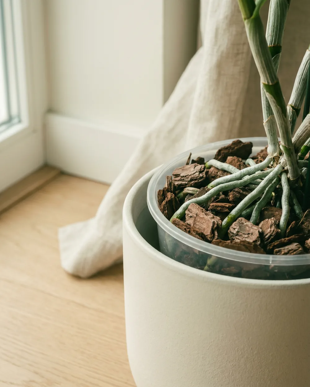 Edle Dendrobium Detail