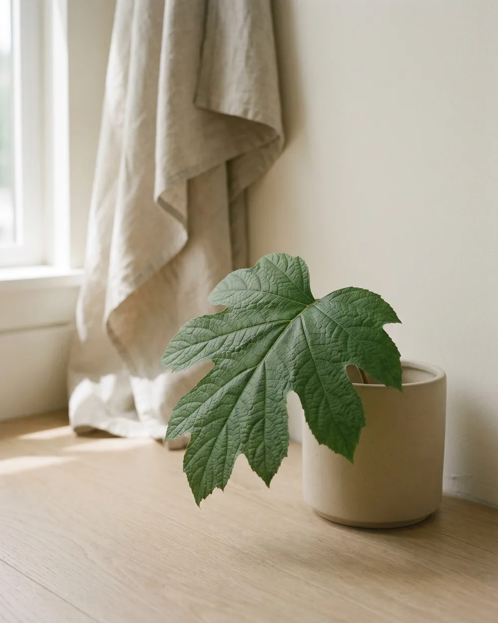 Eichenblatt-Hortensie Detail