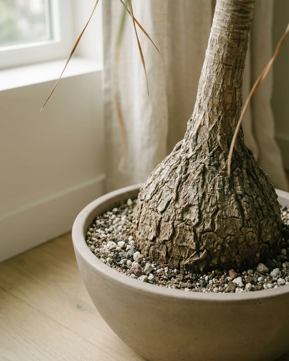 Elefantenfuß Detail