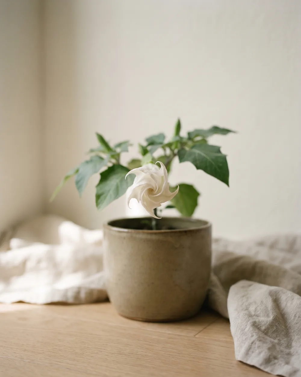 Engelsgesicht Detail