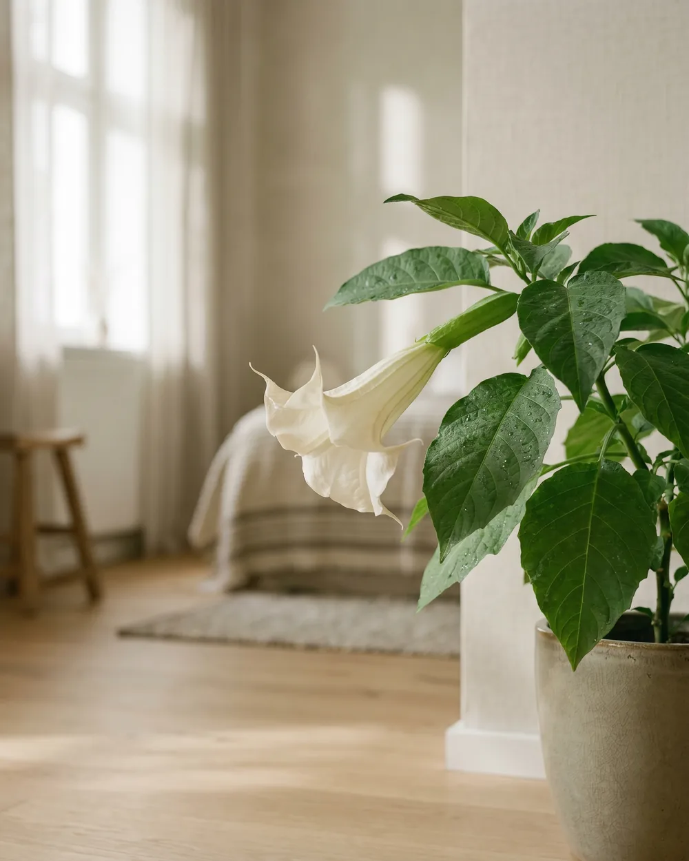 Engelstrompete Detail