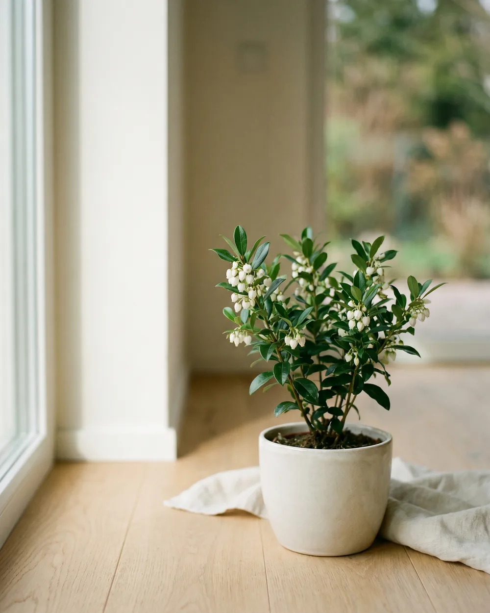 Enzianstrauch Detail