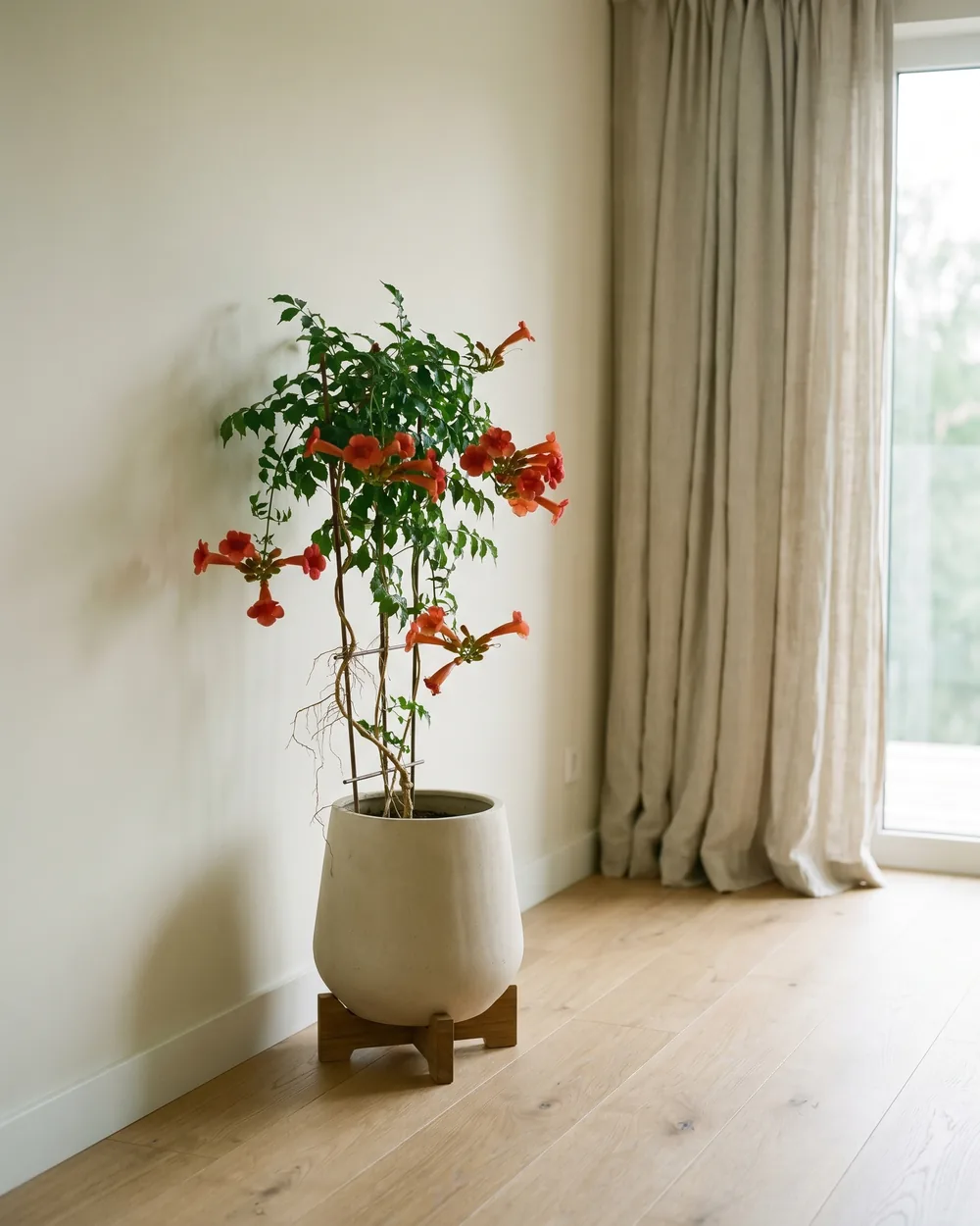 Amerikanische Klettertrompete Detail