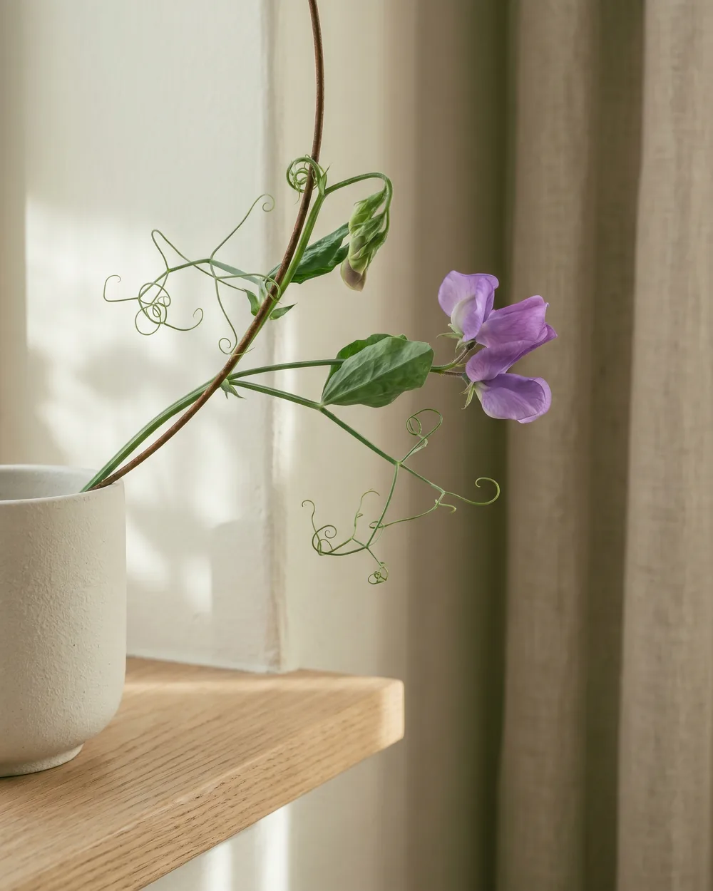 Erbsenpflanze Detail