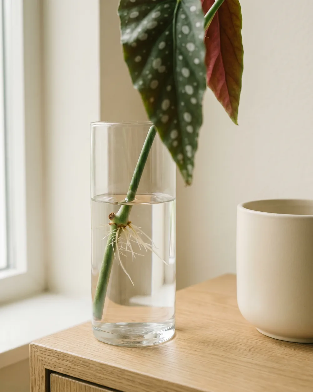 Forellenbegonie Detail