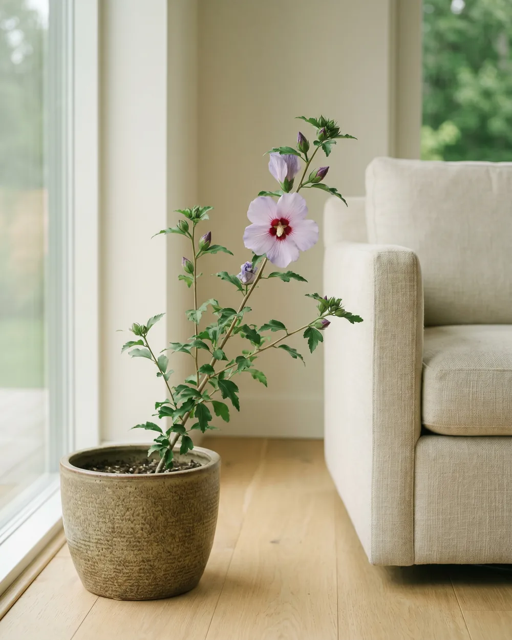 Garten-Hibiskus Detail