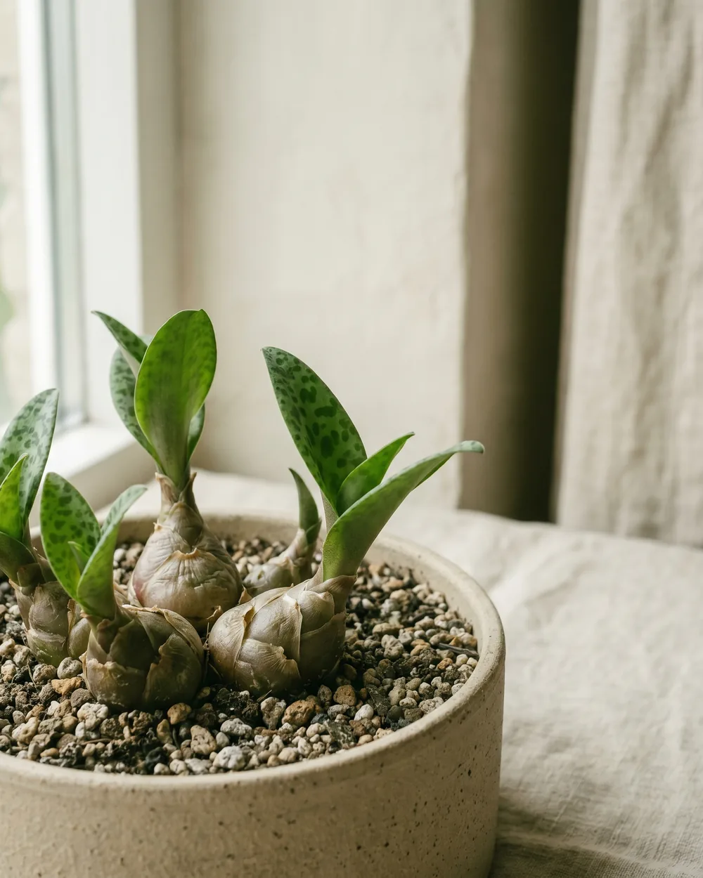 Gefleckte Drimiopsis Detail