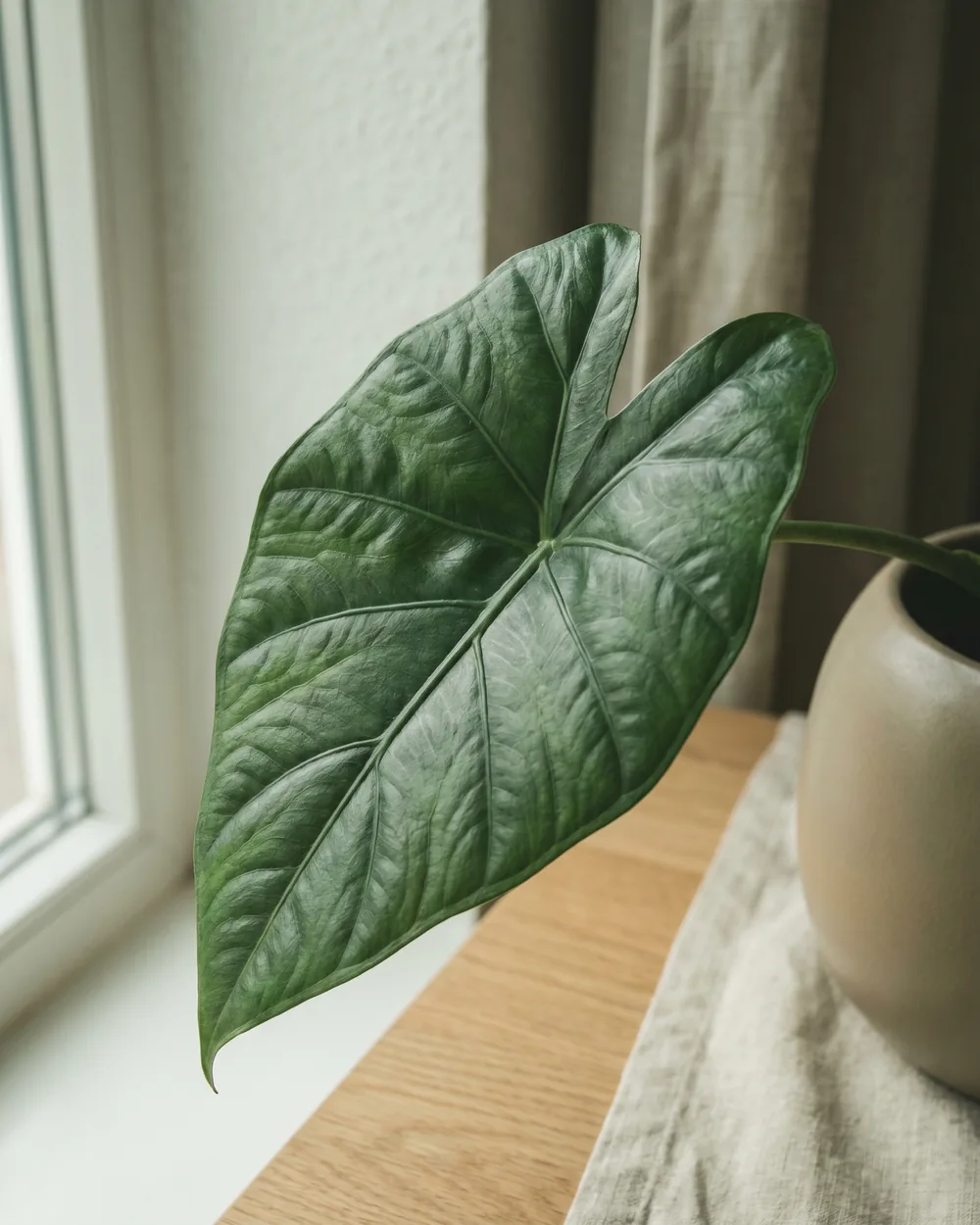 Gekieltes Pfeilblatt Detail