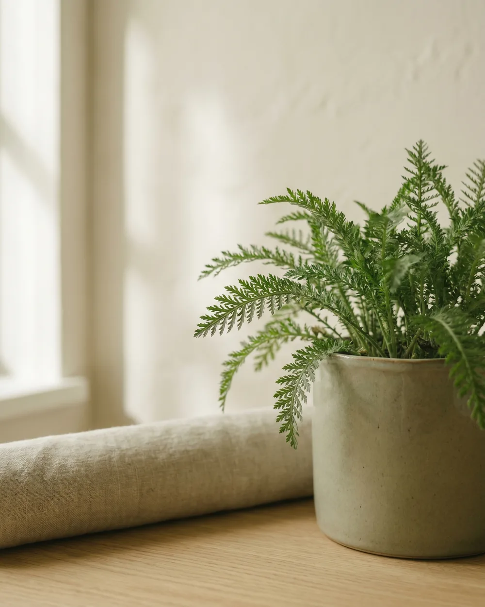 Gelbe Schafgarbe Detail