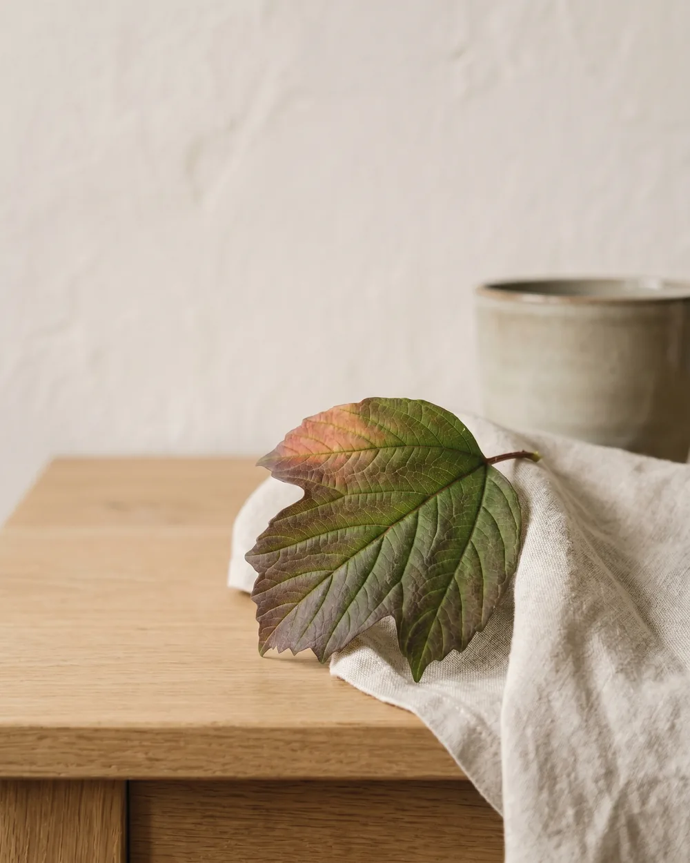 Gemeiner Schneeball Detail