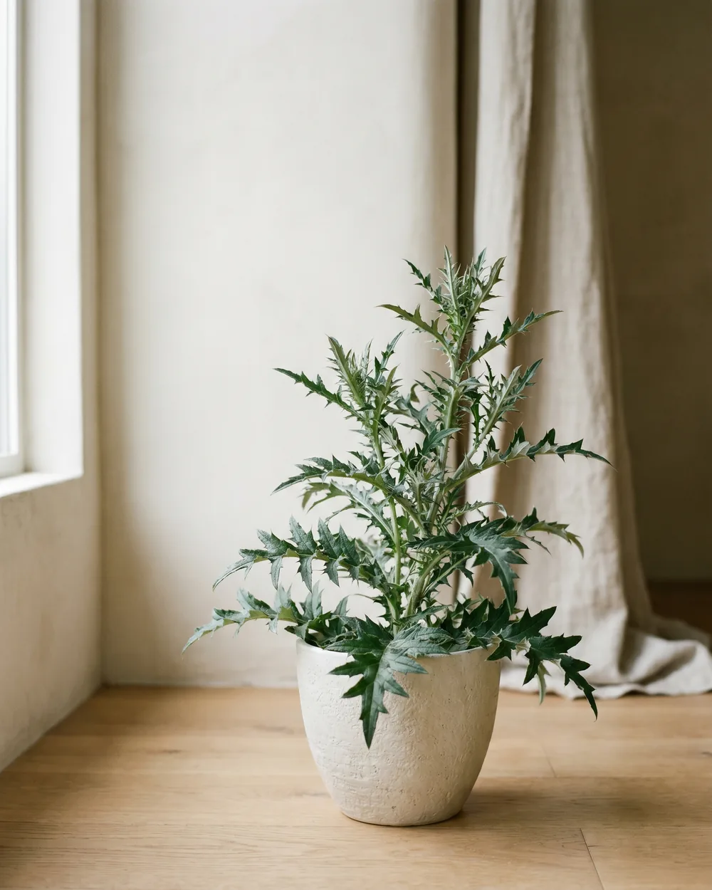 Gewöhnliche Kugeldistel Detail