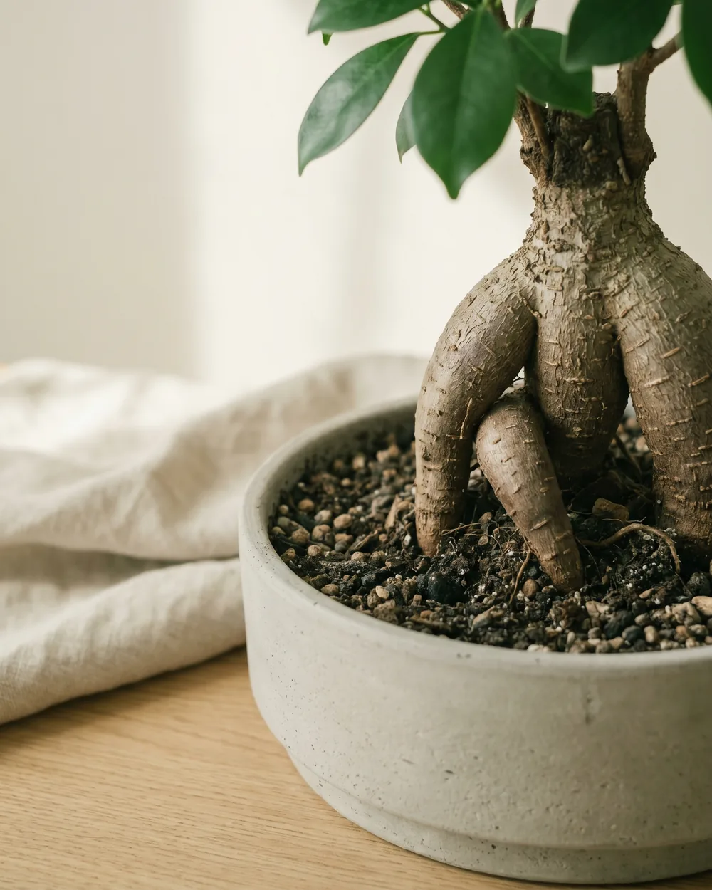 Ginseng-Feige Detail