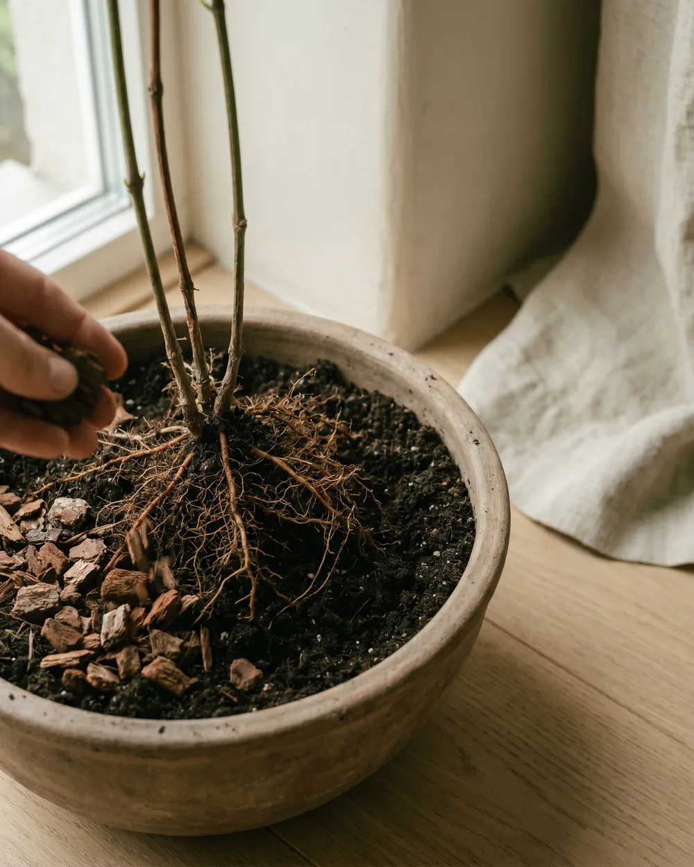 Glocken-Clematis Detail