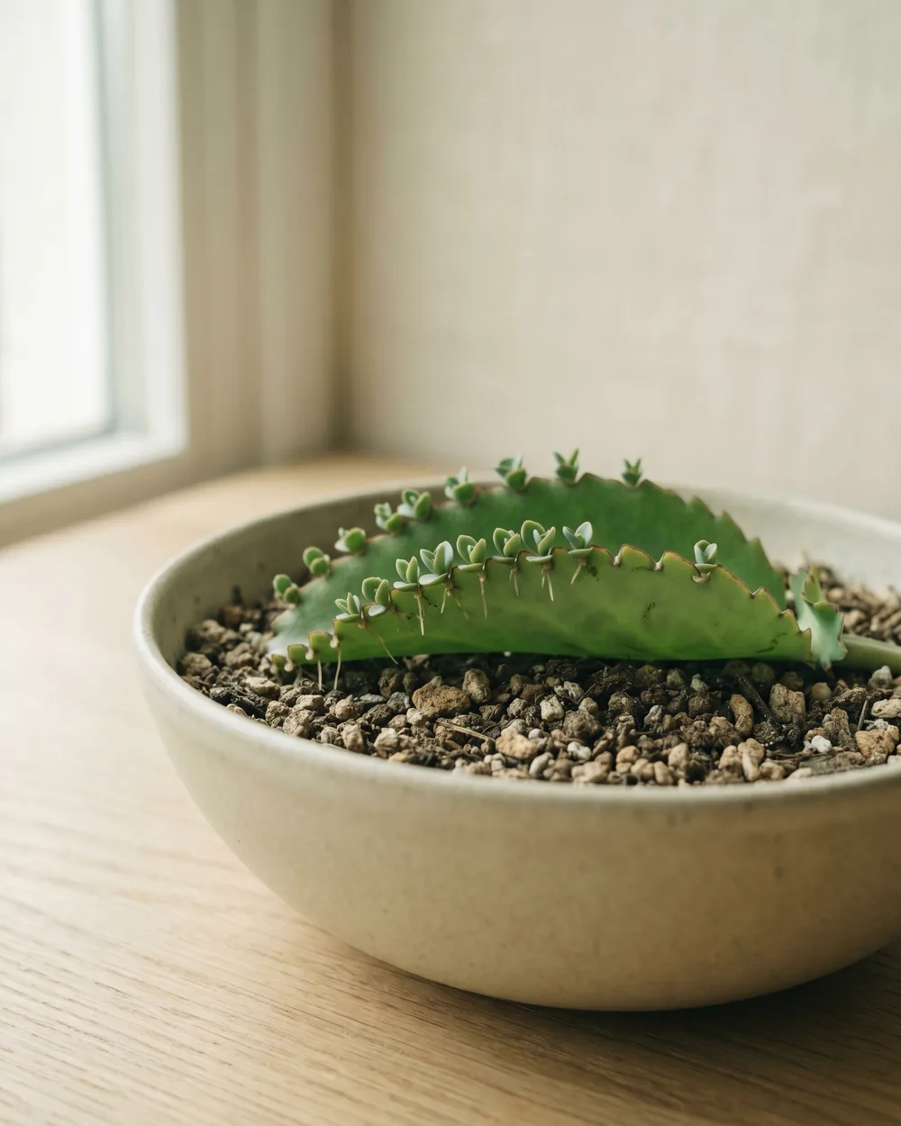 Glocken-Kalanchoe Detail