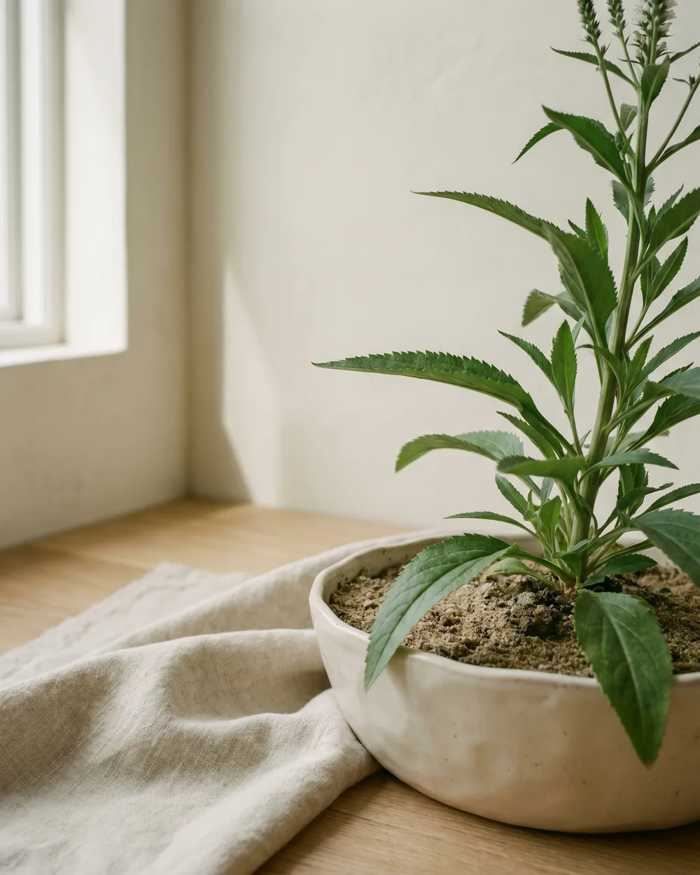 Ähren-Ehrenpreis Detail