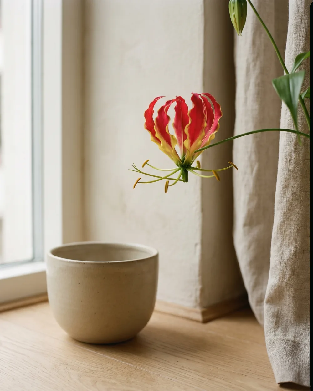 Gloriosa-Lilie Detail