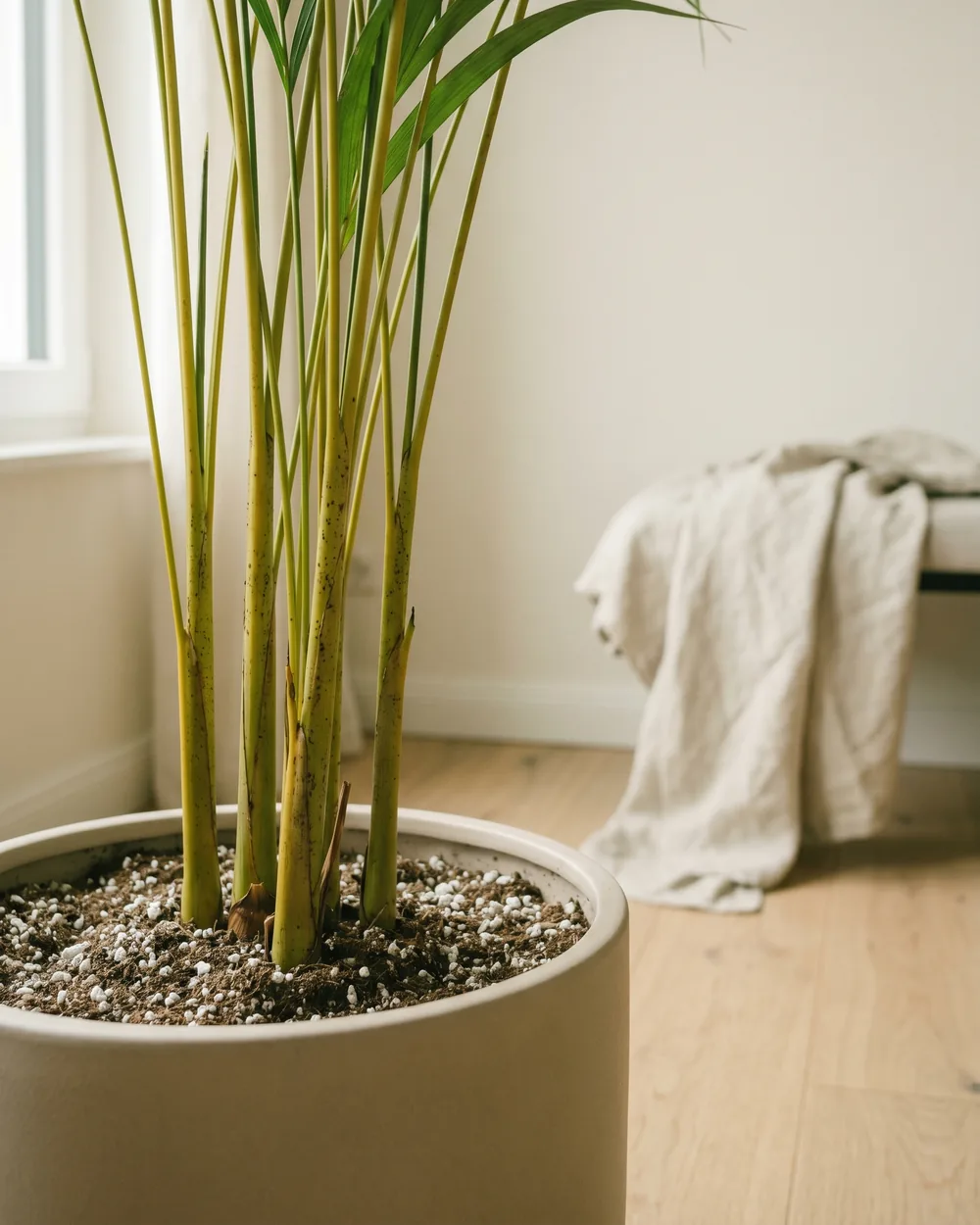 Goldfruchtpalme Detail