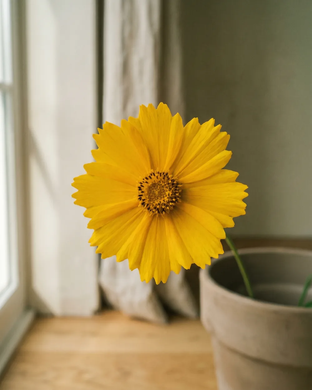 Groblütige Schmuckkörbchen Detail