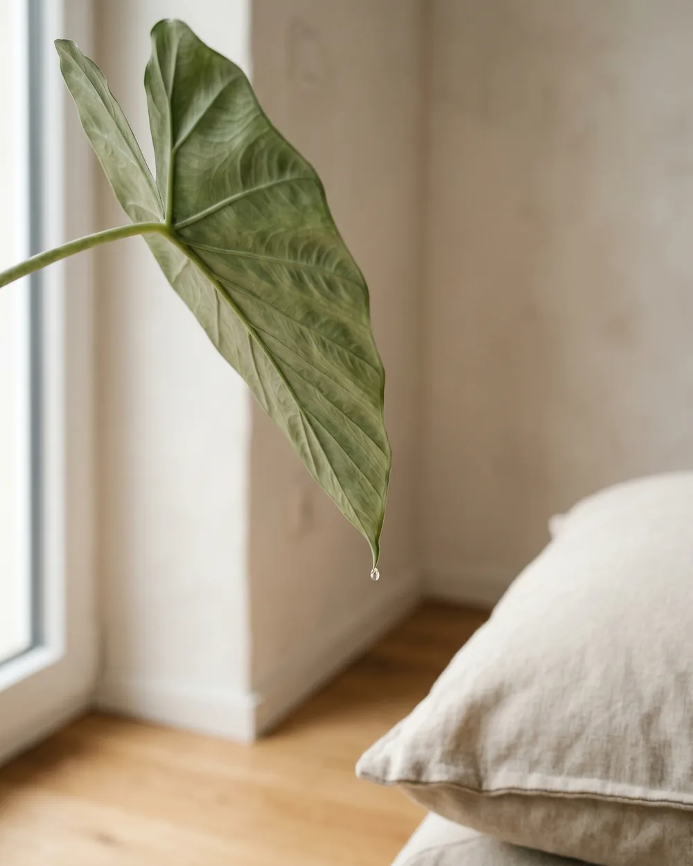 Großes Pfeilblatt Detail