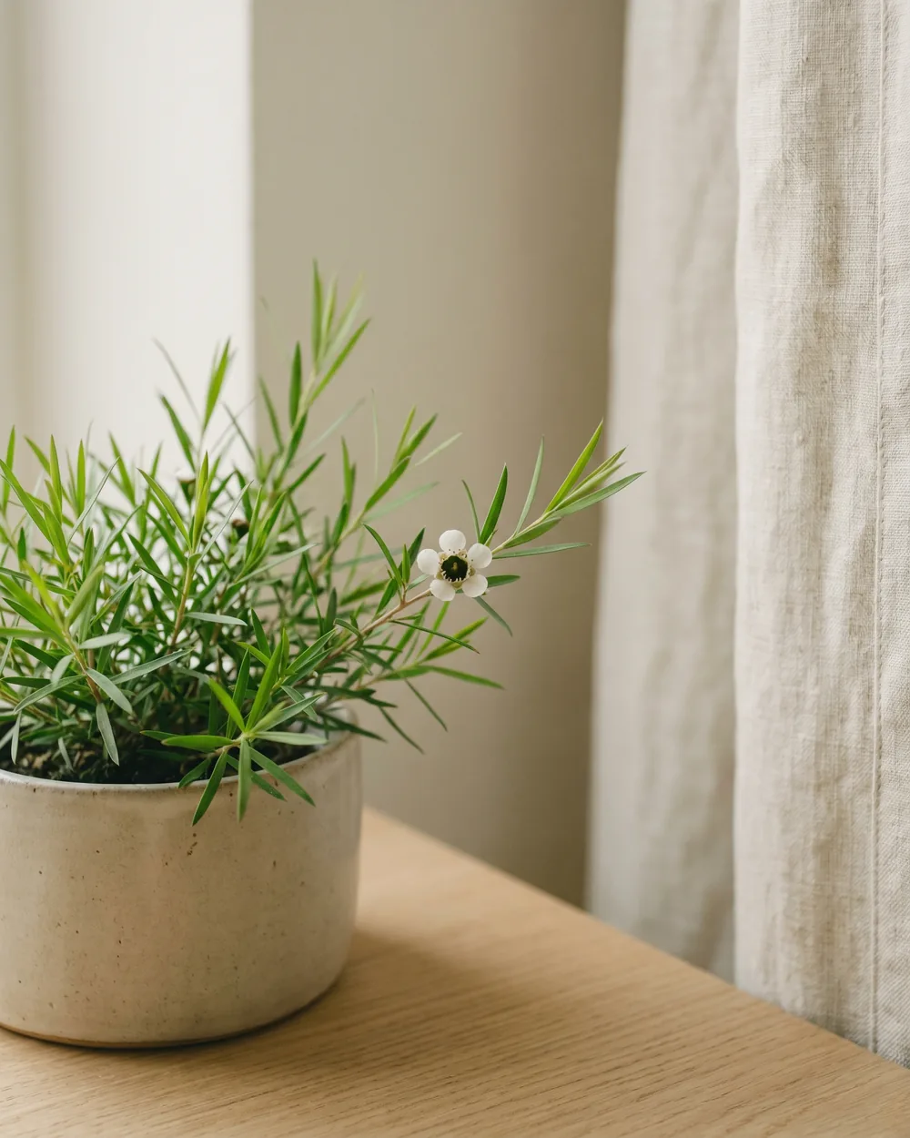 Australisches Zitronenblatt Detail