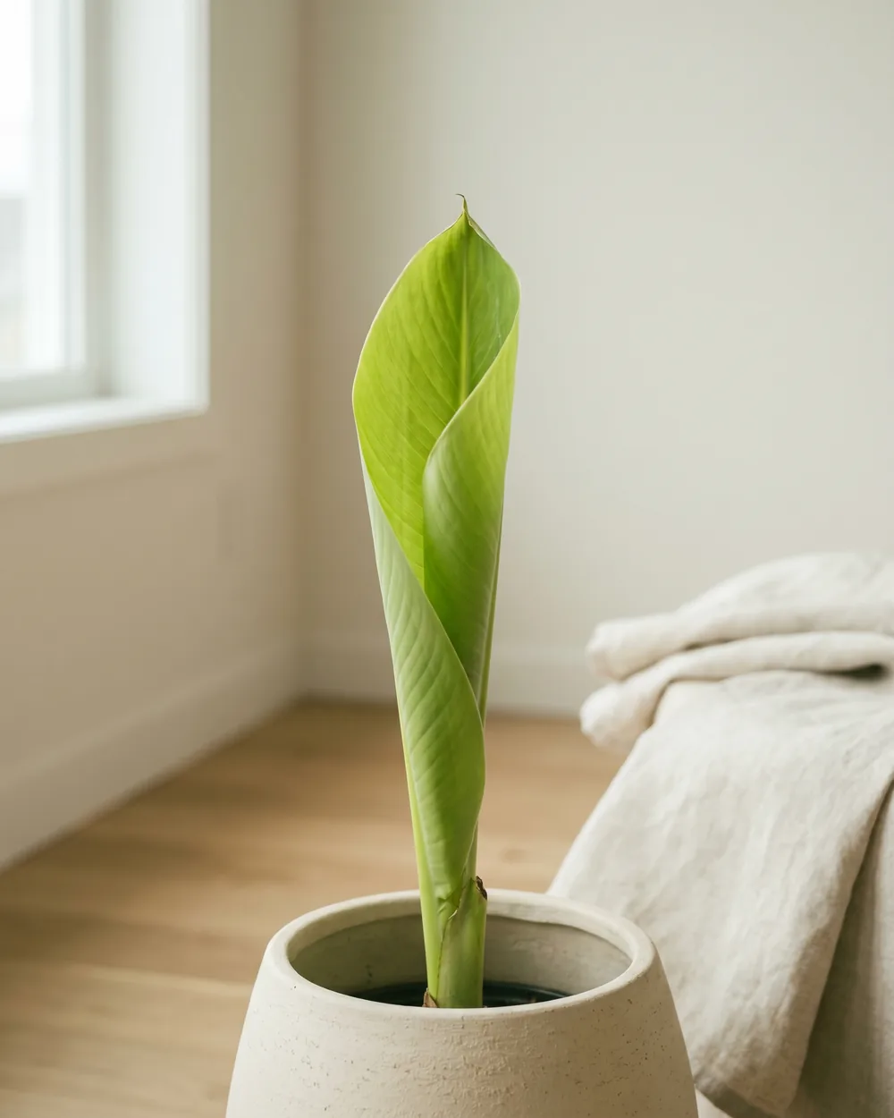 Bananenstaude Detail