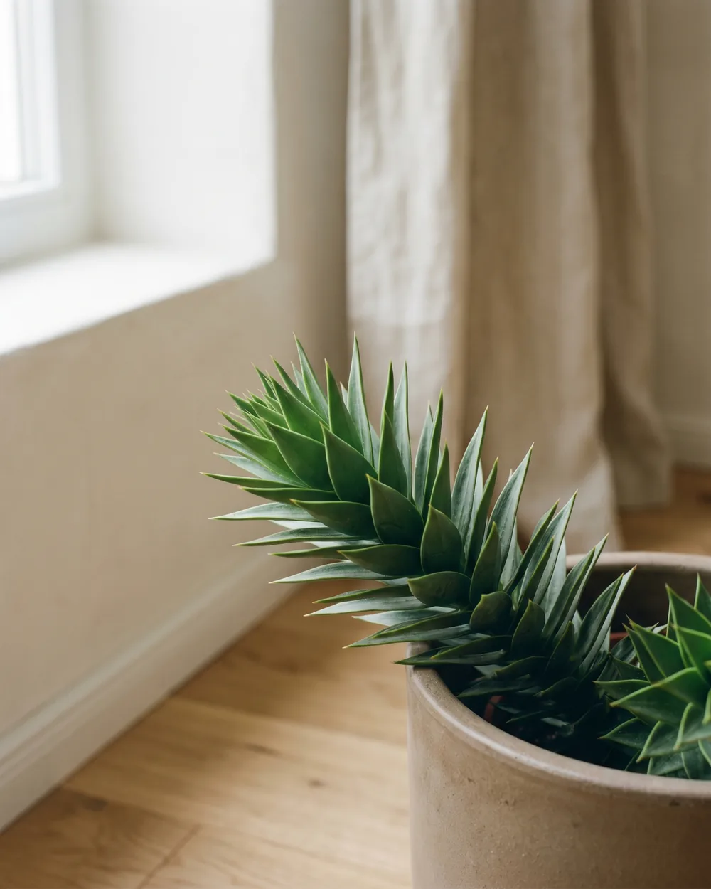 Affenschwanzbaum Detail