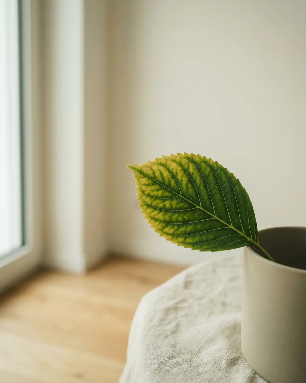 Bauernhortensie Detail