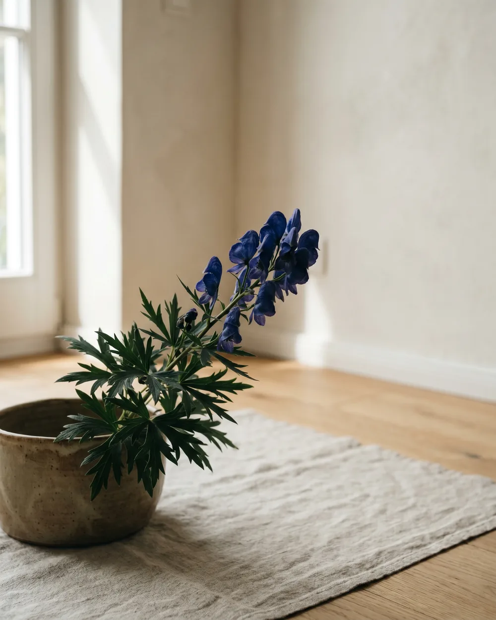 Blauer Eisenhut Detail