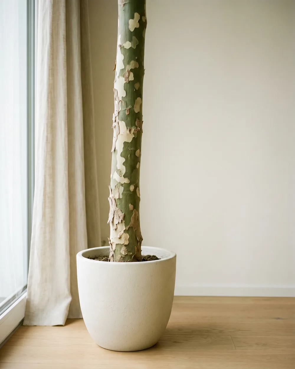 Ahornblättrige Platane Detail