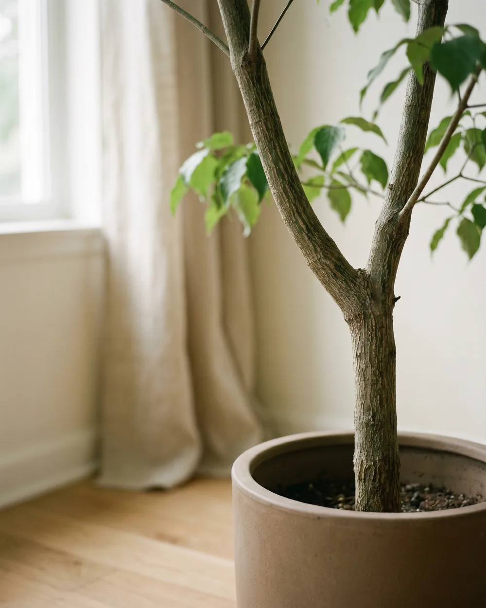 Blumenhartriegel Detail