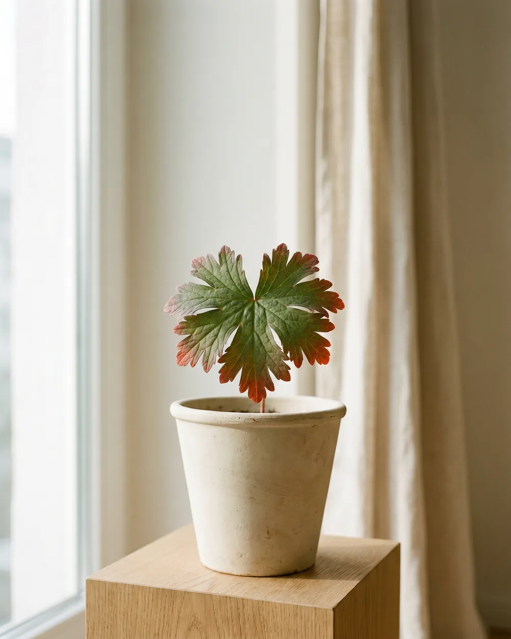 Blutroter Storchschnabel Detail