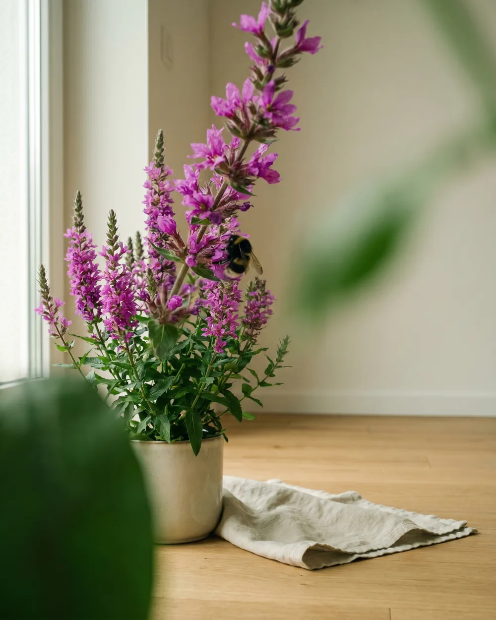 Blutweiderich Detail