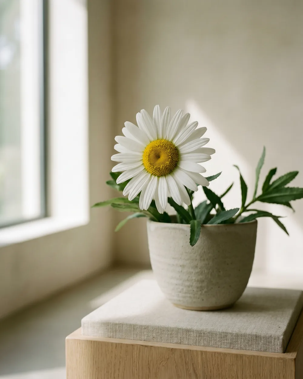 Bornholmer Margerite Detail