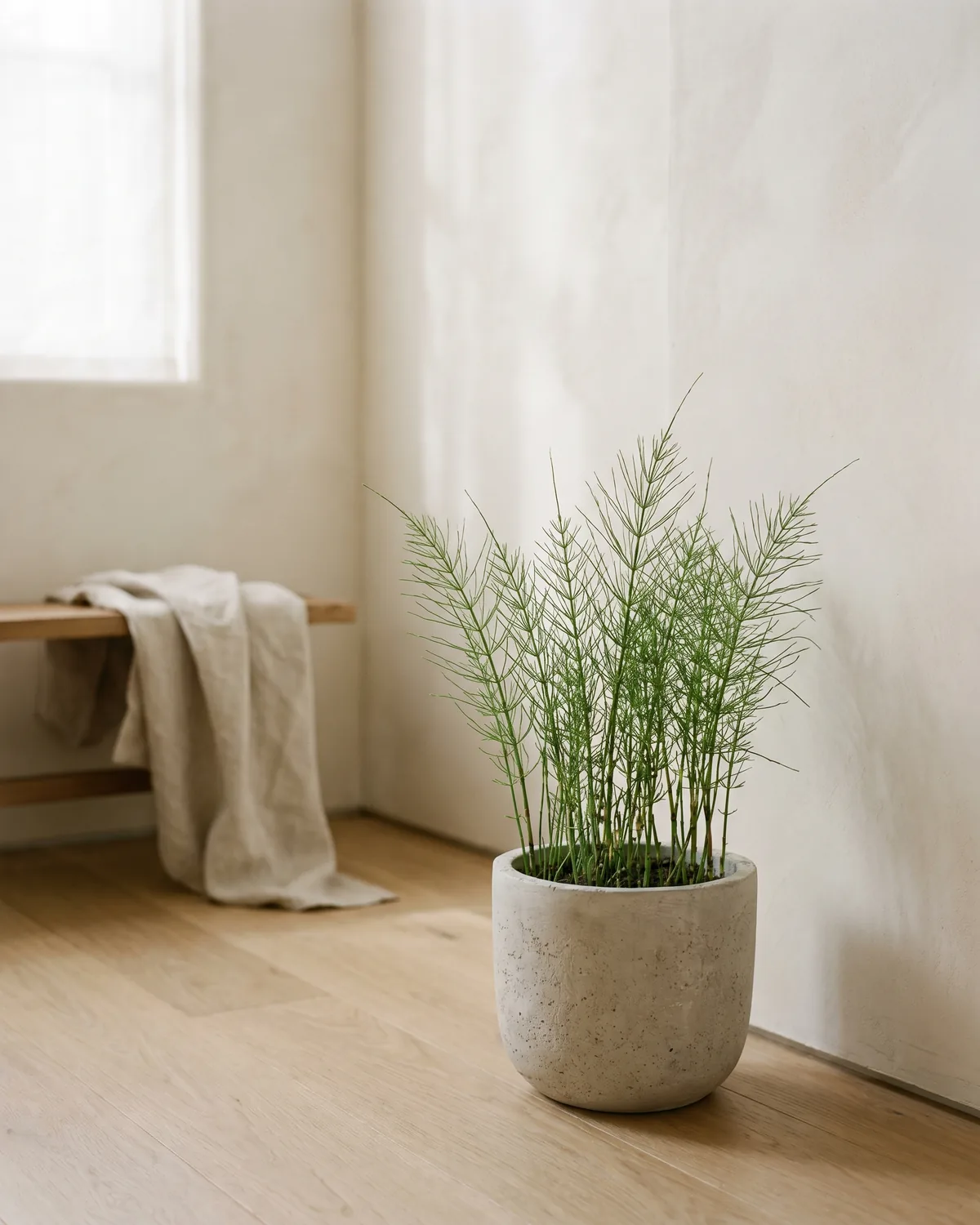 Acker-Schachtelhalm – Hauptbild