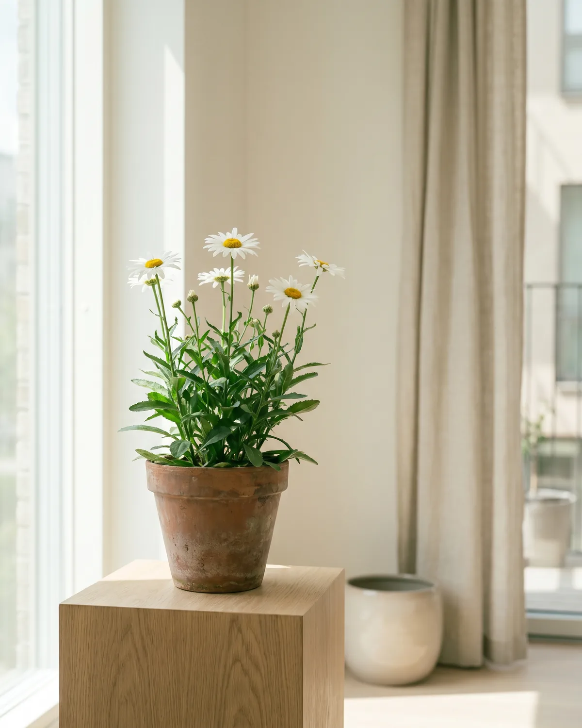 Bornholmer Margerite – Hauptbild