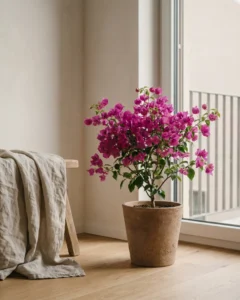 Bougainvillea – hero