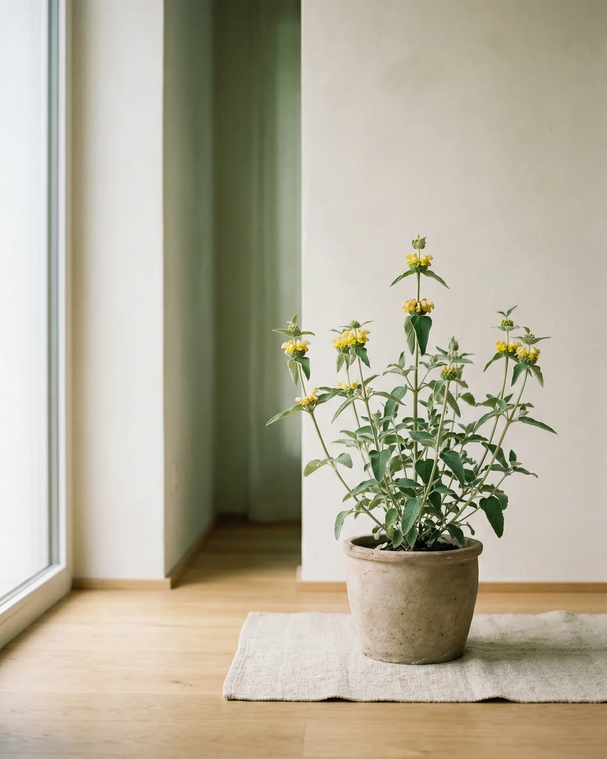 Brandkraut – Hauptbild