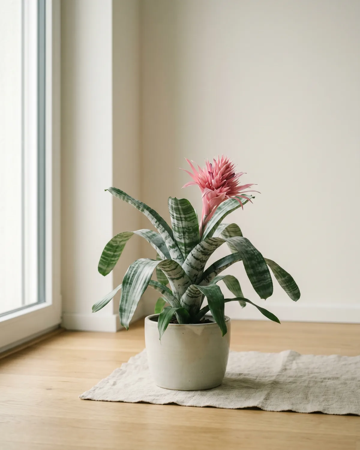 Brandschopf – Hauptbild