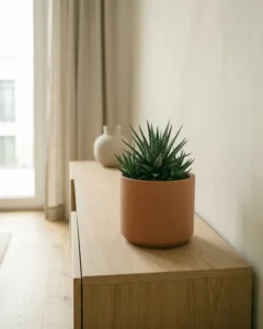 Breitblättrige Haworthie – hero