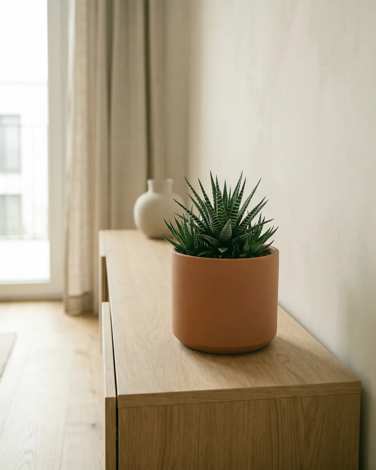 Breitblättrige Haworthie – Hauptbild