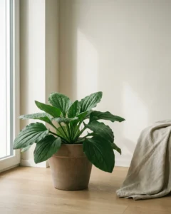 Breitwegerich – hero